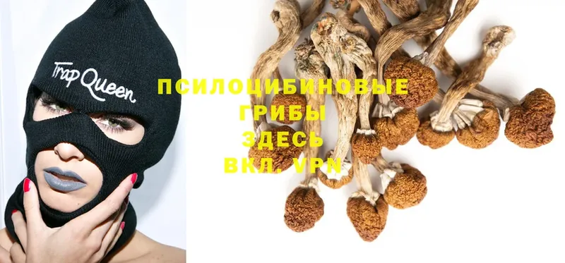 Галлюциногенные грибы Cubensis Зверево